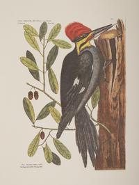 Two Ornithological Prints