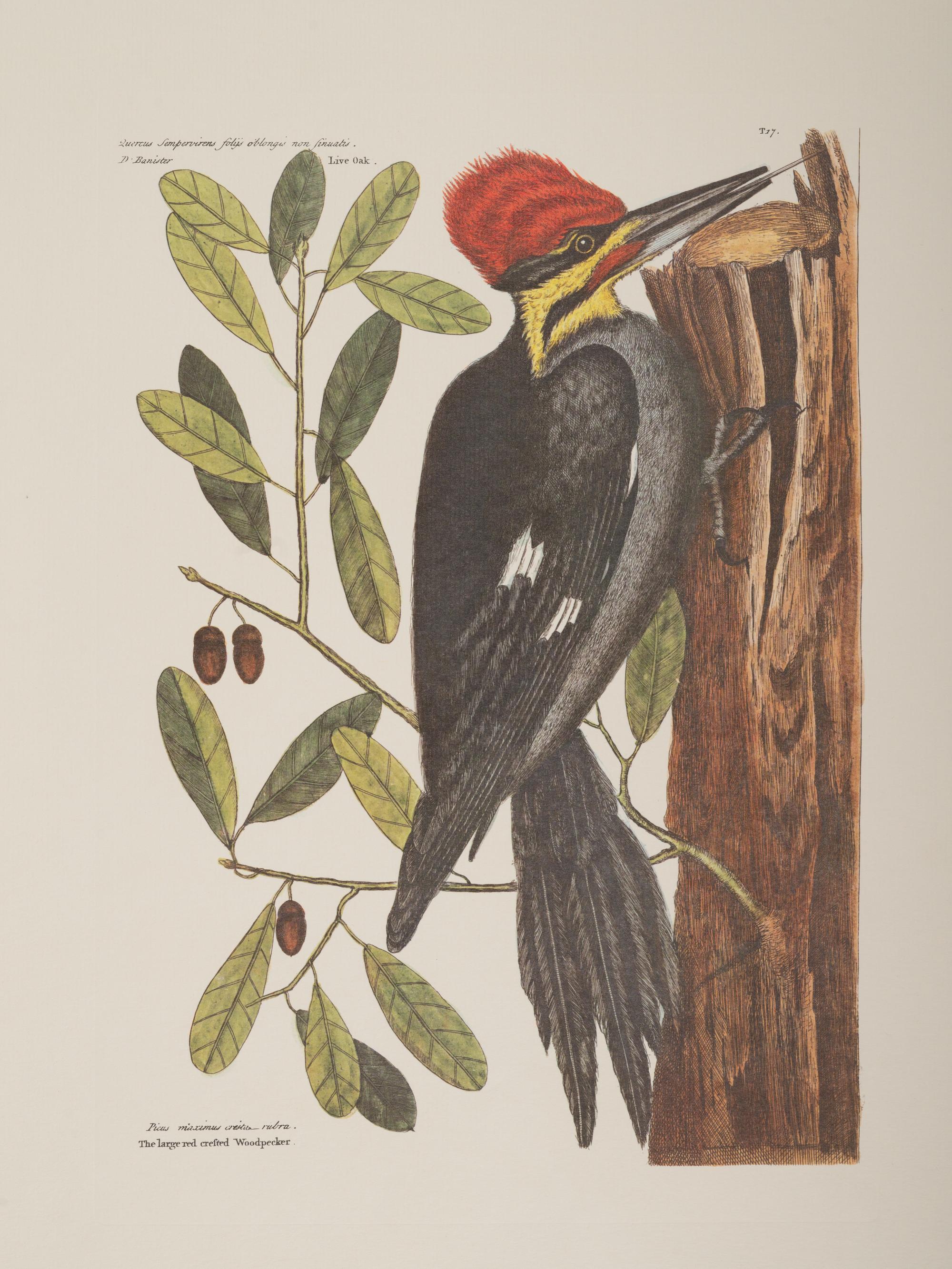 Two Ornithological Prints