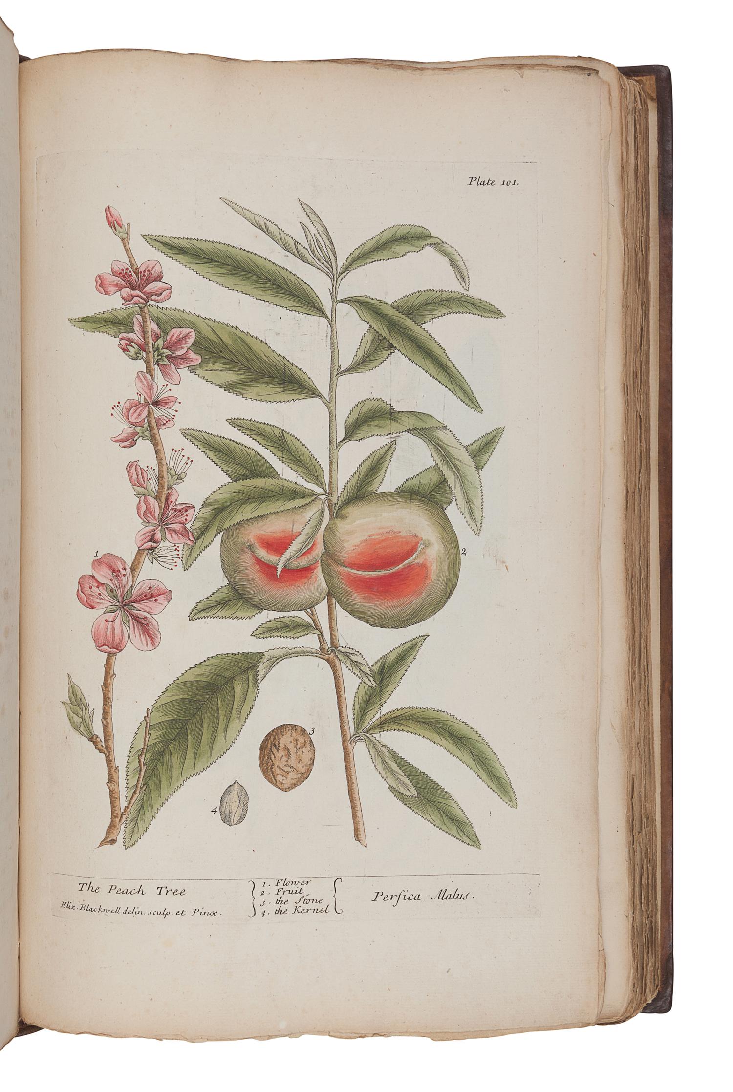 BLACKWELL, Elizabeth (d.1758). A Curious Herbal, containing Five Hundred Cuts of the most useful Plant which are now used in the Practice of Physick. Engraved on folio Copper Plates, after Drawings, taken from the Life… To which is added a short Description of ye Plants and their common Uses in Physick . London: John Nourse, 1739.