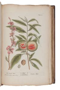 BLACKWELL, Elizabeth (d.1758). A Curious Herbal, containing Five Hundred Cuts of the most useful Plant which are now used in the Practice of Physick. Engraved on folio Copper Plates, after Drawings, taken from the Life… To which is added a short Description of ye Plants and their common Uses in Physick . London: John Nourse, 1739.