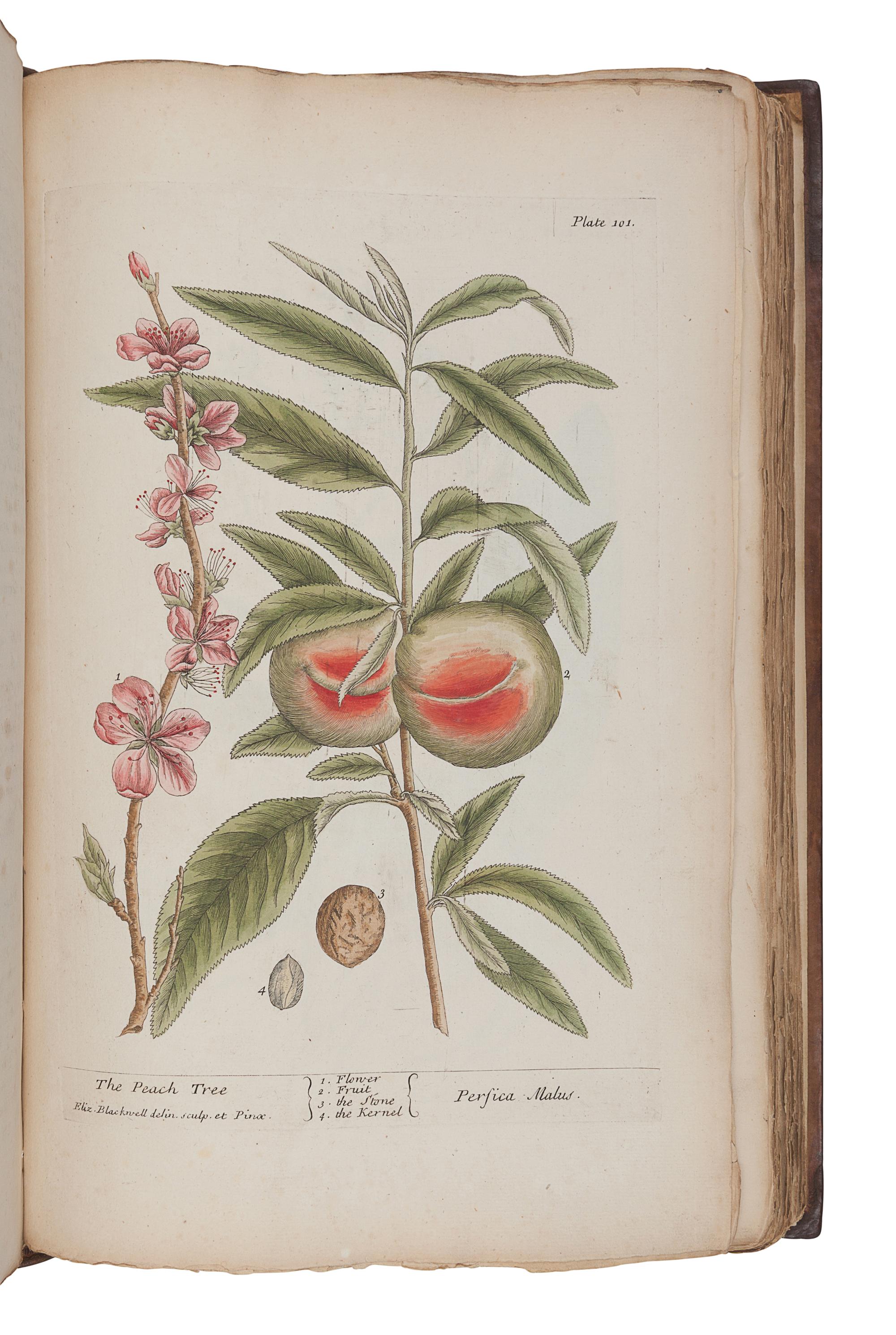 BLACKWELL, Elizabeth (d.1758). A Curious Herbal, containing Five Hundred Cuts of the most useful Plant which are now used in the Practice of Physick. Engraved on folio Copper Plates, after Drawings, taken from the Life… To which is added a short Description of ye Plants and their common Uses in Physick . London: John Nourse, 1739.
