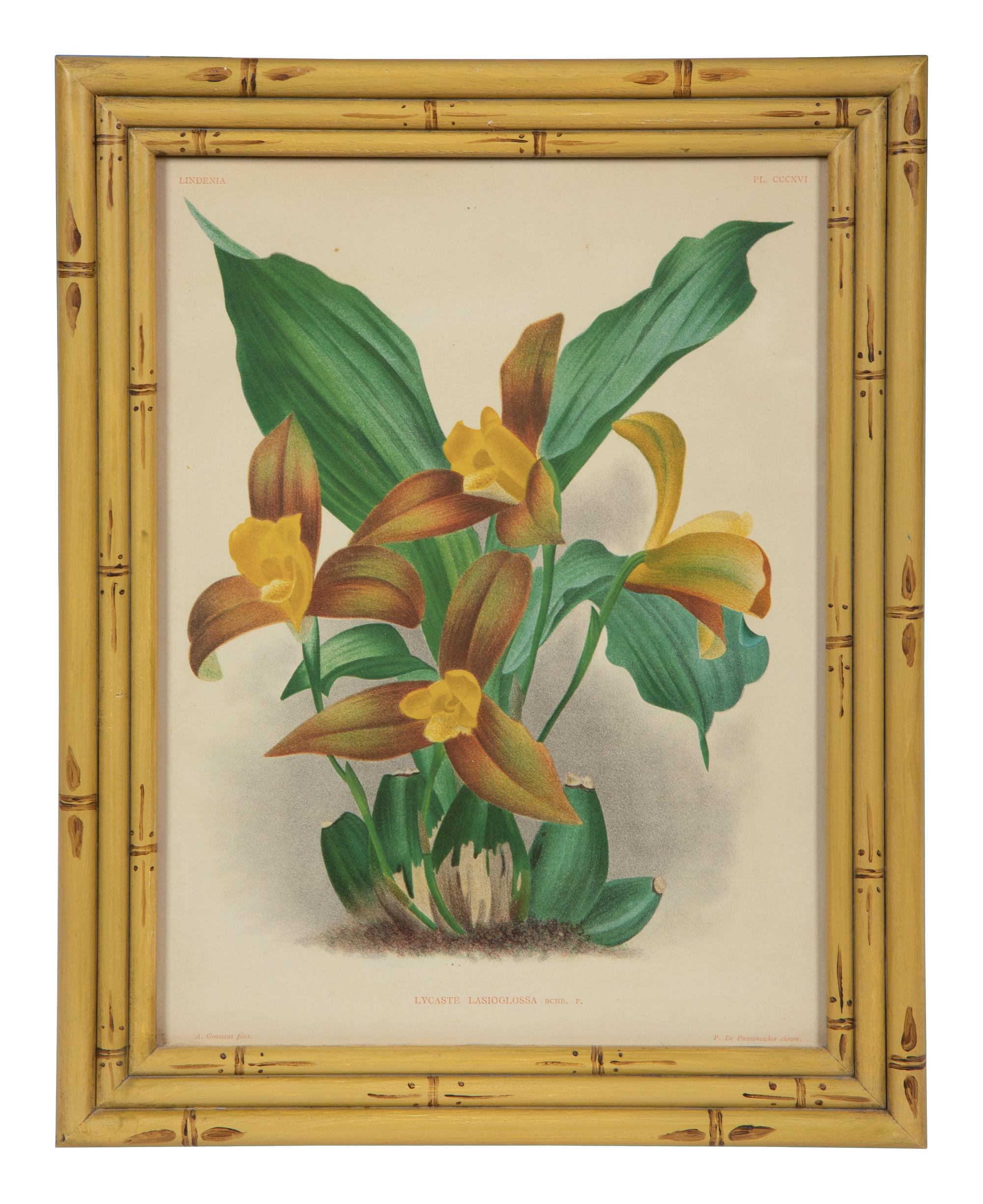 A Set of Twelve Framed Botanical Lithographs