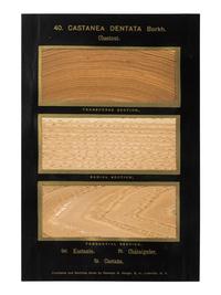HOUGH, Romeyn Beck (1857-1924). American Woods illustrated by actual specimens: Commercial Species . Lowville, NY: prepared by the author, 1916.