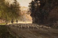 Sheepherders Along the Path