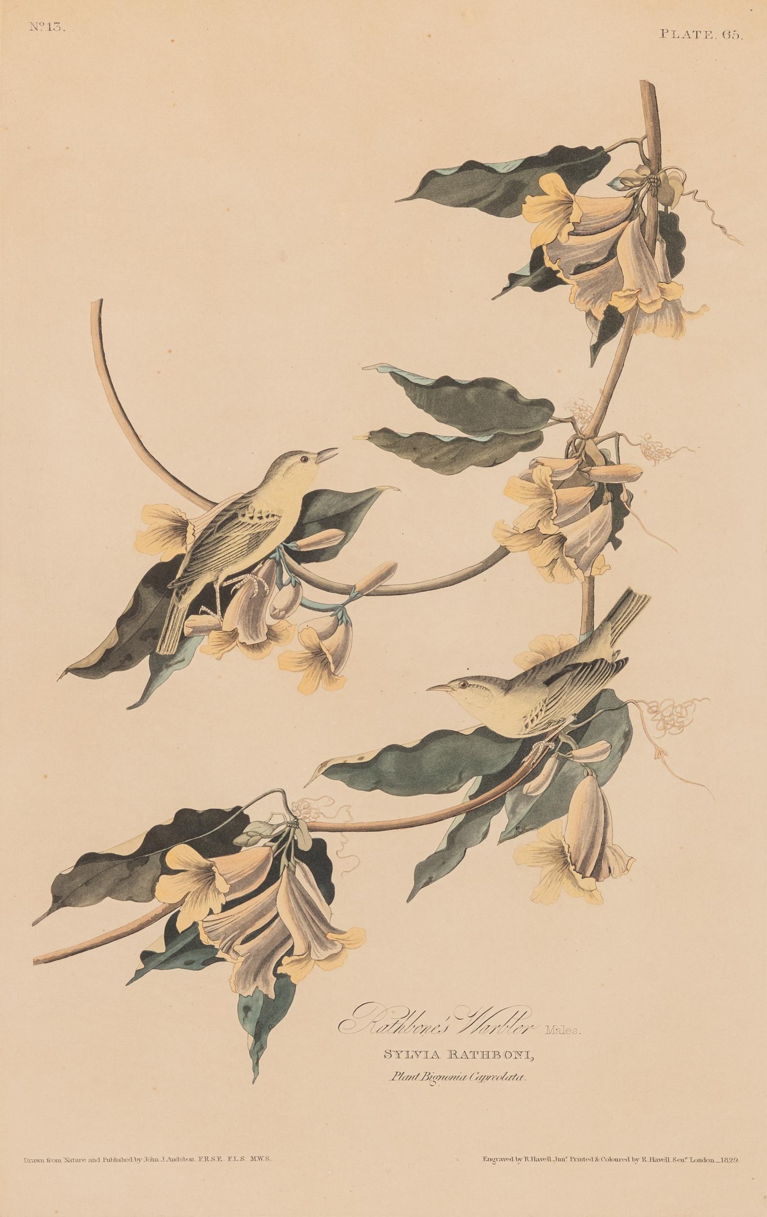 AUDUBON, John James (1785-1851)