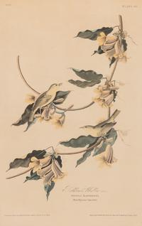 AUDUBON, John James (1785-1851)