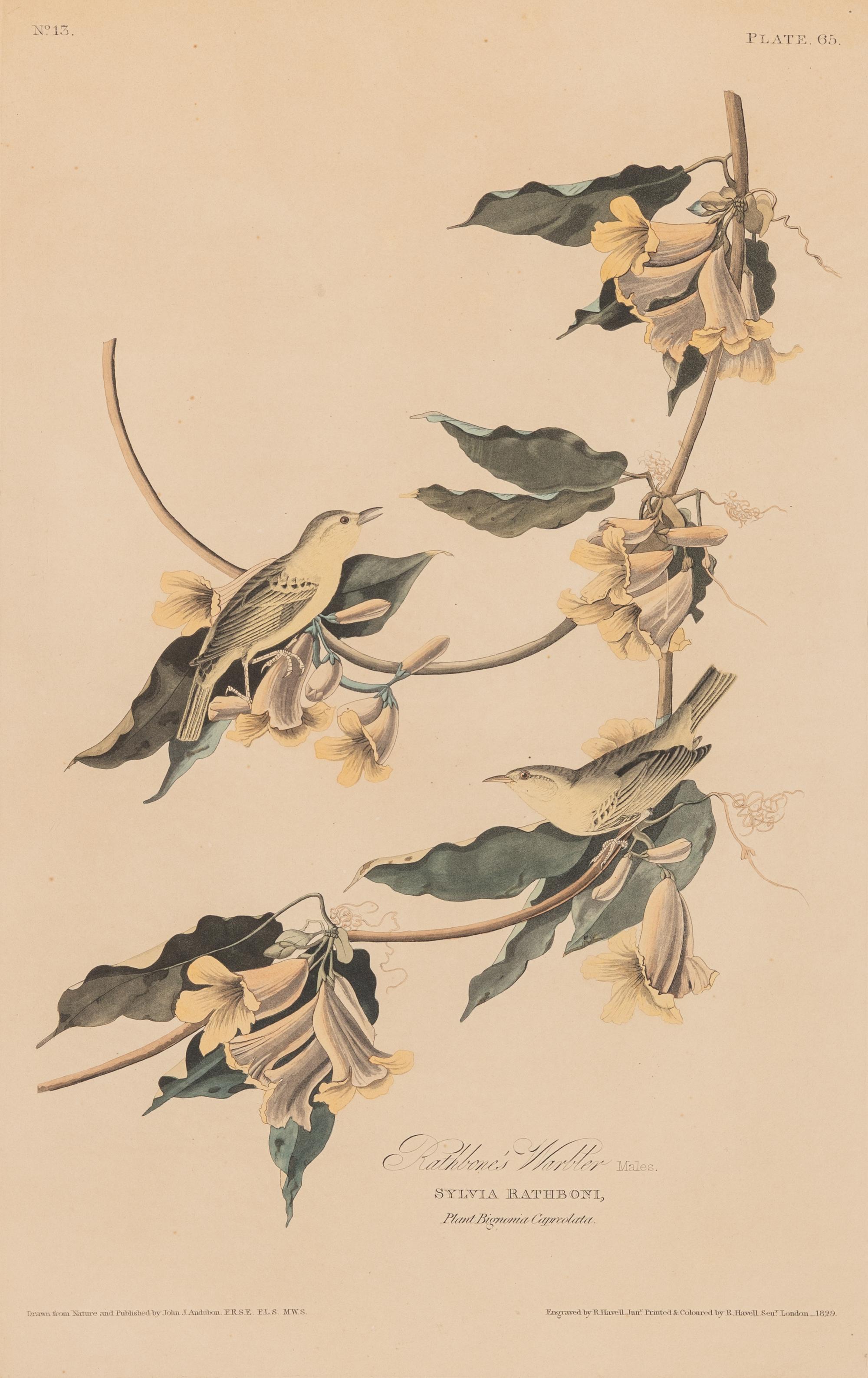 AUDUBON, John James (1785-1851)