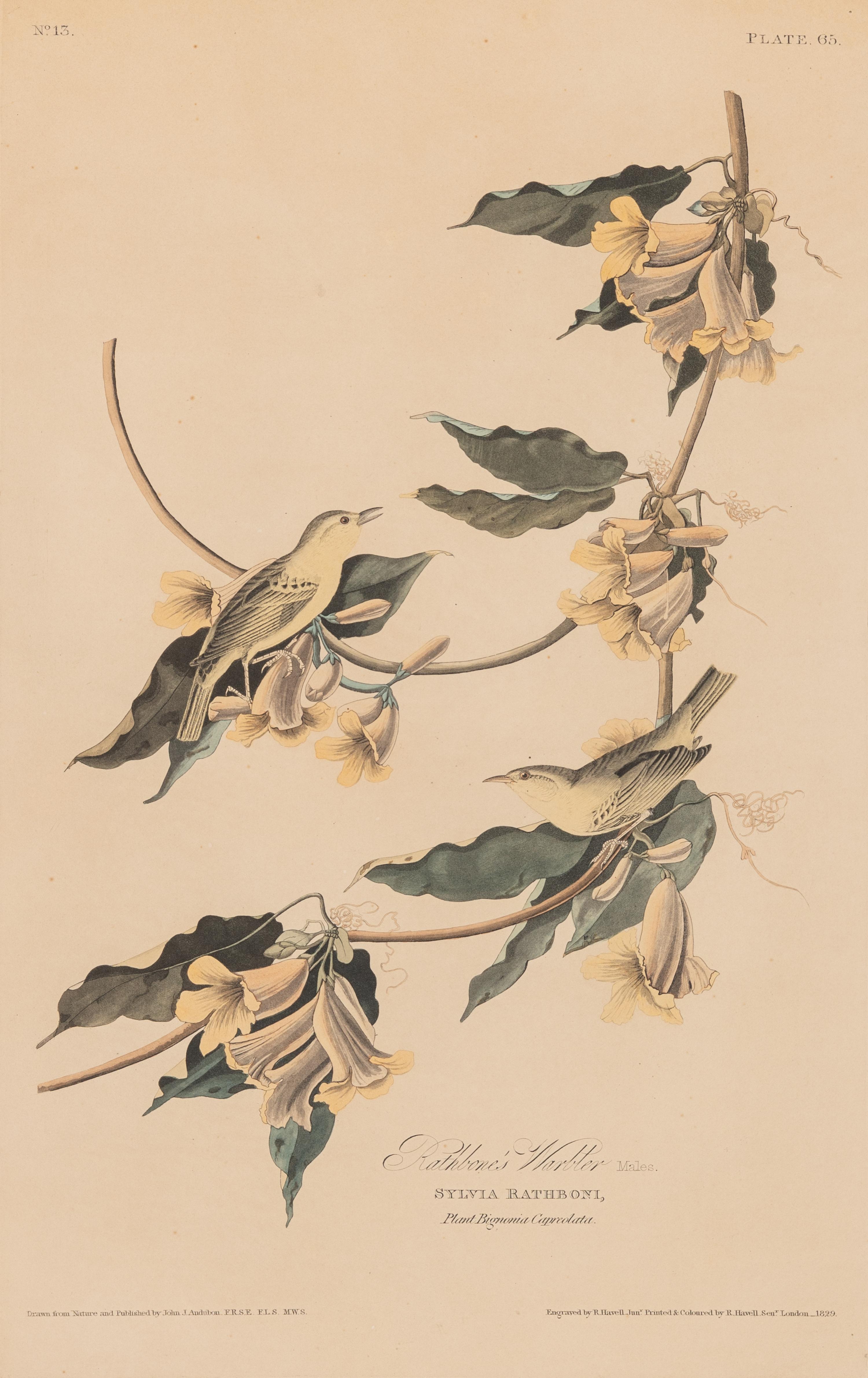 AUDUBON, John James (1785-1851)
