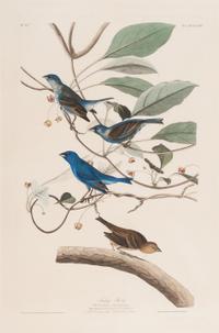 AUDUBON, John James (1785-1851).
