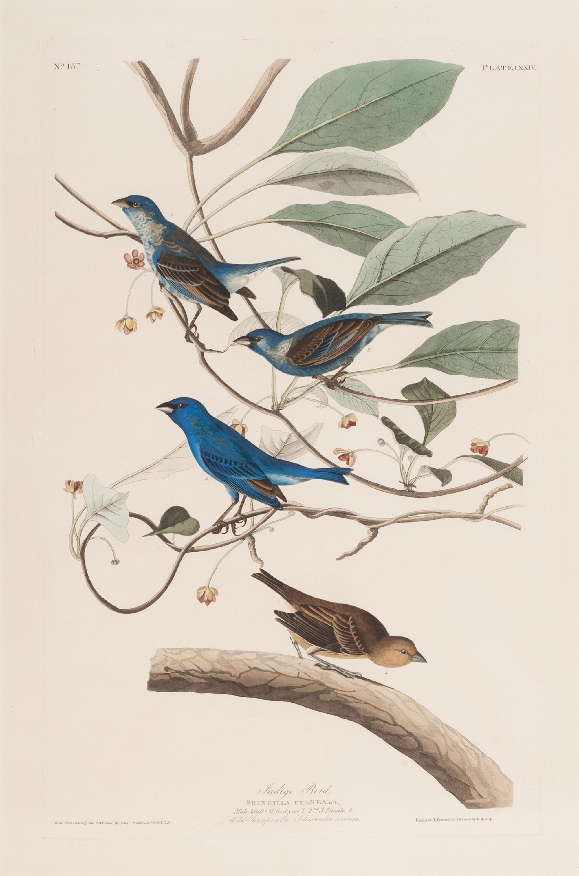 AUDUBON, John James (1785-1851).