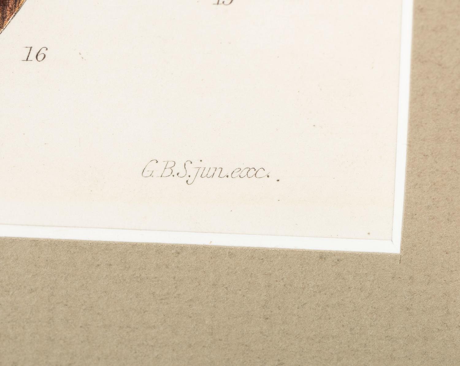 Thirteen Hand-Colored Shell Engravings