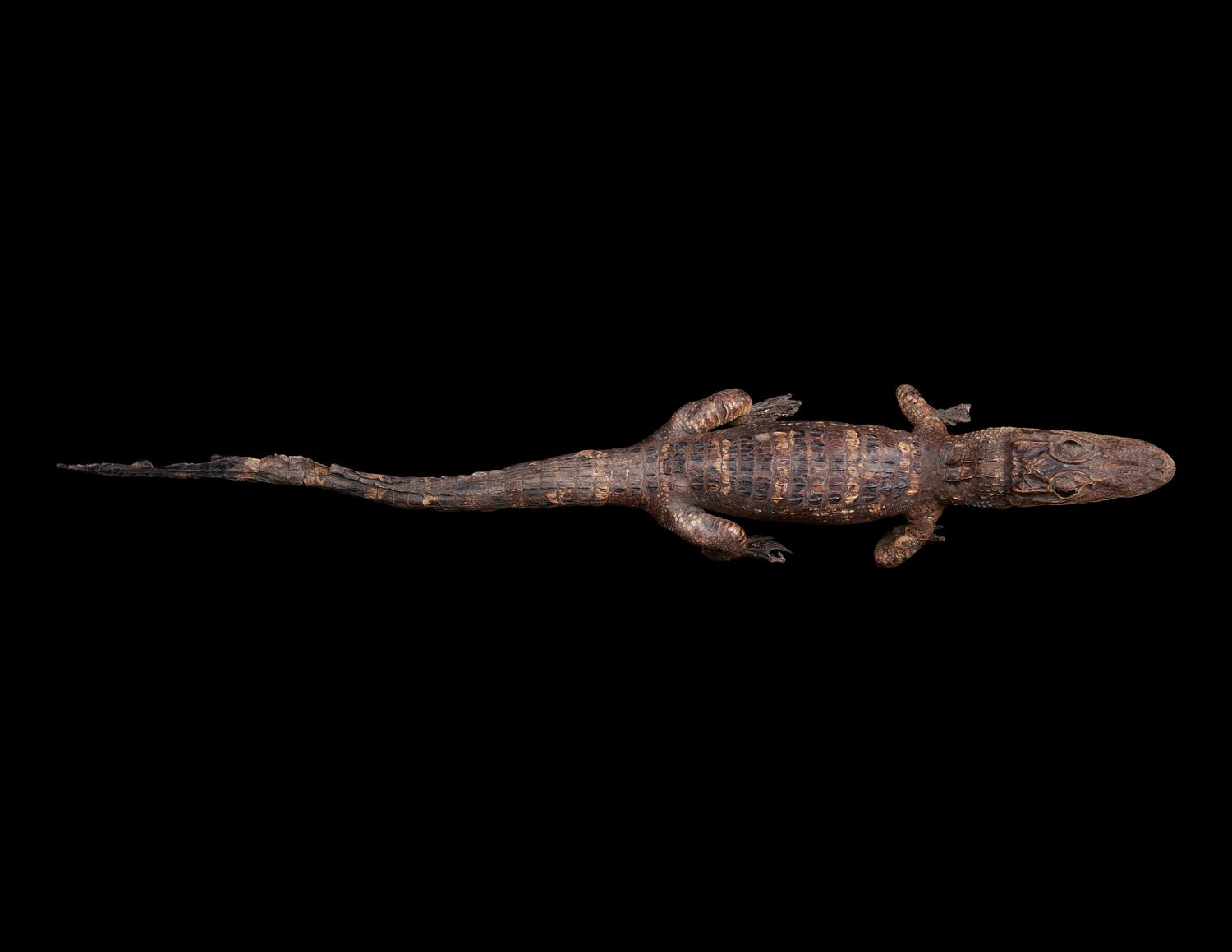 A Taxidermy Cayman ( Caiman crocodilus )