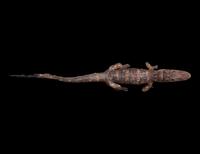 A Taxidermy Cayman ( Caiman crocodilus )