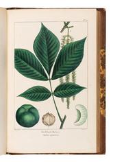 MICHAUX, François-André (1770-1855), and Thomas NUTTALL (1786-1859). The North American Sylva; or, a Description of the Forest Trees of the United States, Canada, and Nova Scotia . Philadelphia: Rice, Rutter & Co., 1865.