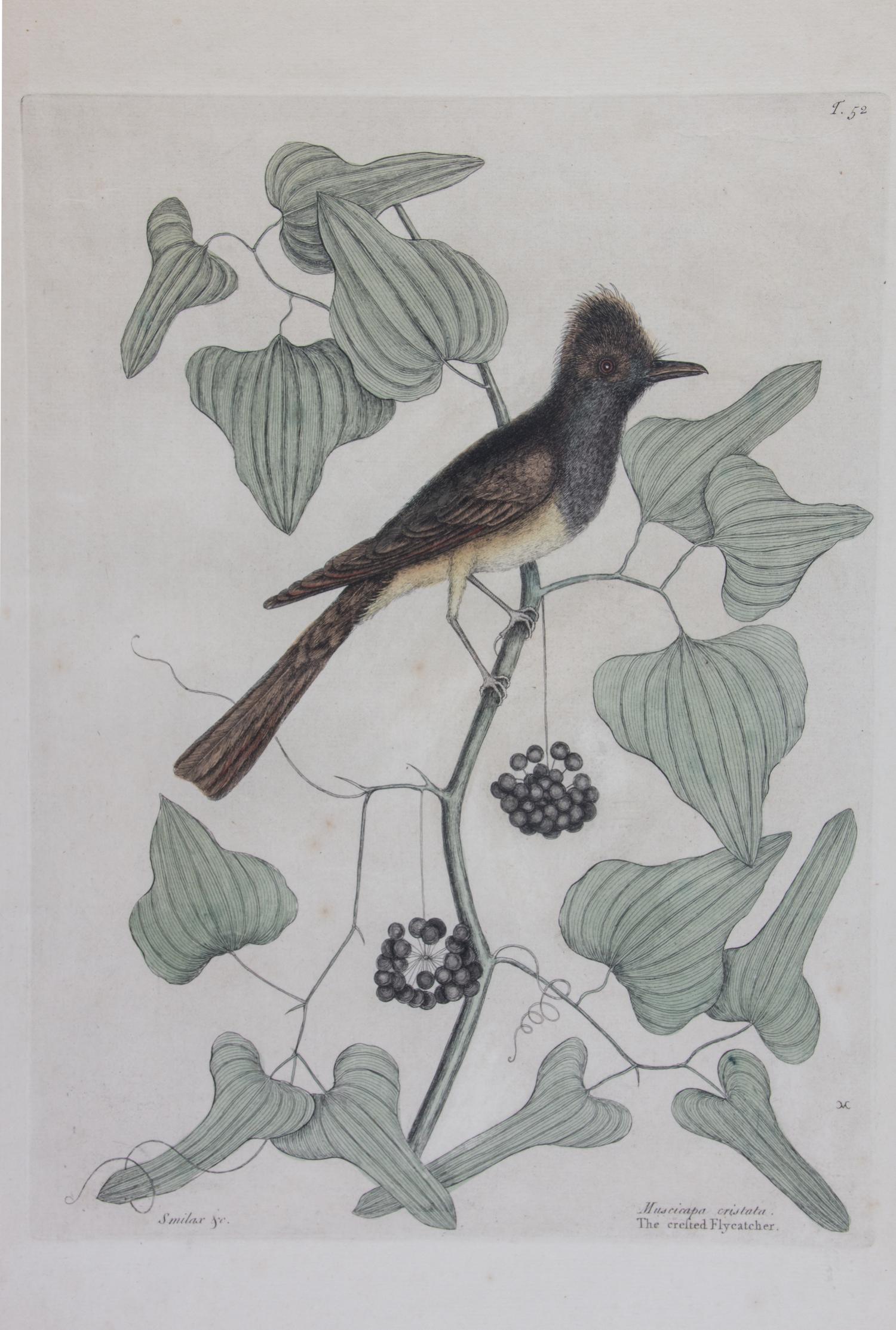 Mark Catesby, (English, 1683-1749), Four works: The Ground Dove, The Banana Sparrow, The Crested Flycatcher, and The Hummingbird, from