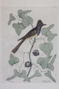 Mark Catesby, (English, 1683-1749), Four works: The Ground Dove, The Banana Sparrow, The Crested Flycatcher, and The Hummingbird, from