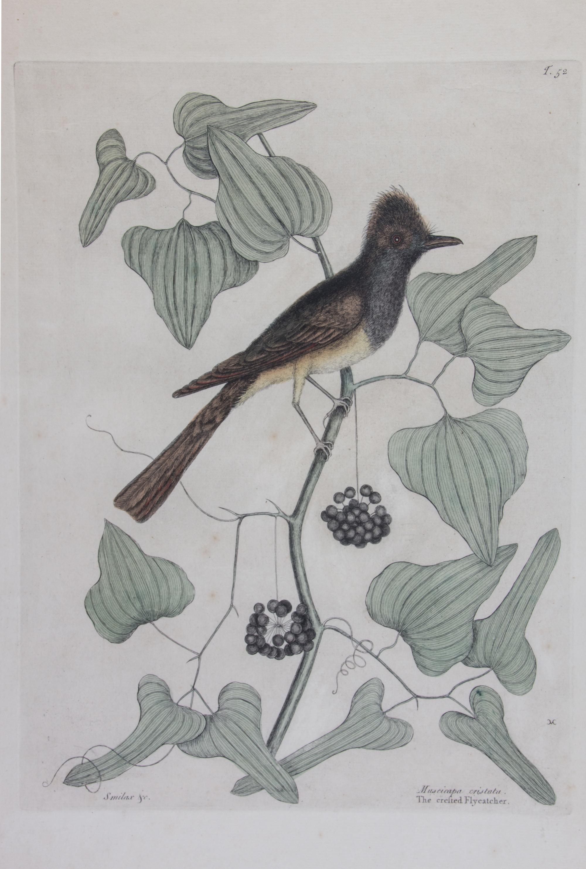 Mark Catesby, (English, 1683-1749), Four works: The Ground Dove, The Banana Sparrow, The Crested Flycatcher, and The Hummingbird, from