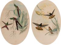 Two Ornithological Prints from 'John Gould's Birds of Great Britain'