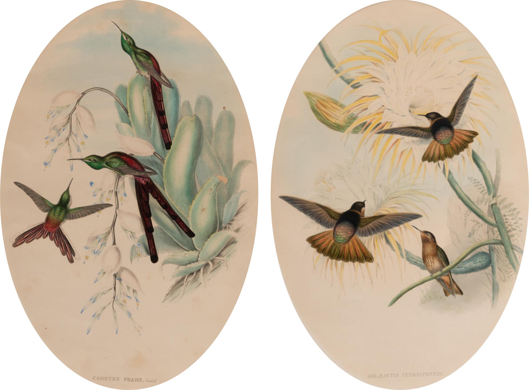 Two Ornithological Prints from 'John Gould's Birds of Great Britain'