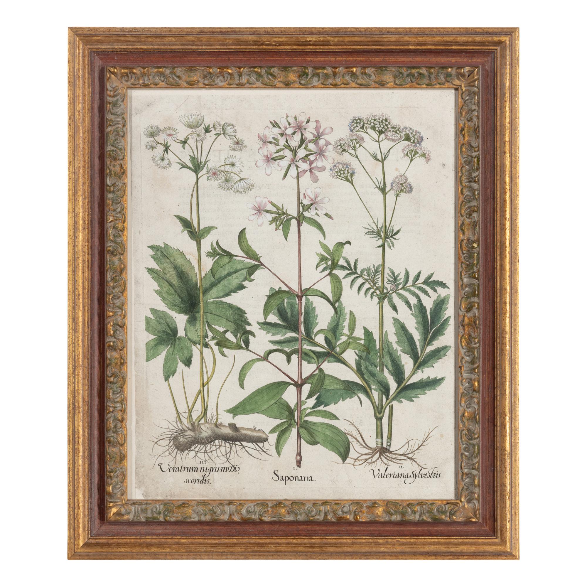 A Group of Five Framed Hand-Colored Botanical Engravings