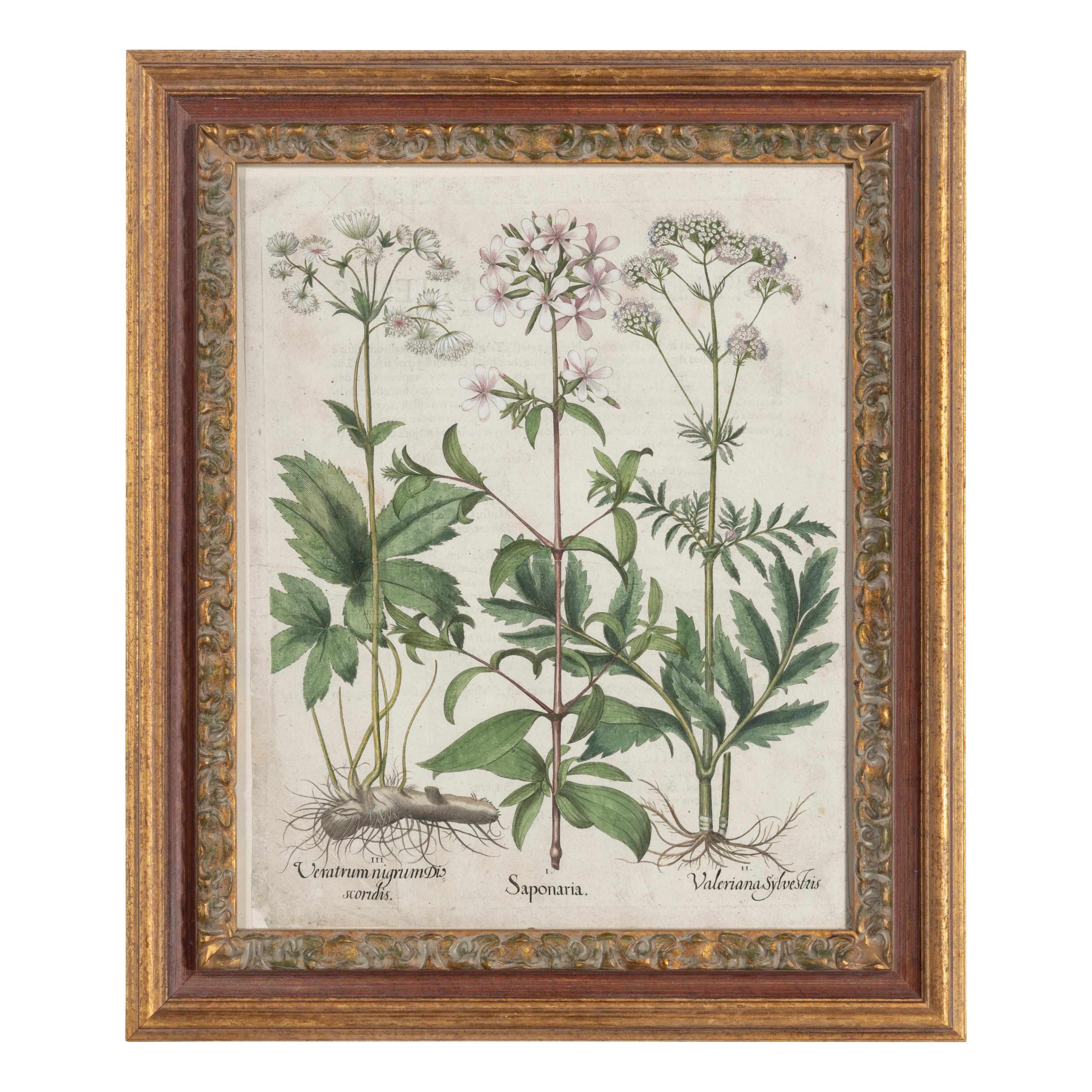 A Group of Five Framed Hand-Colored Botanical Engravings