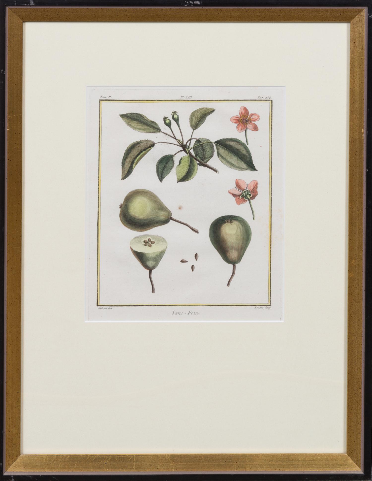 A Pair of Handcolored Botanical Engravings Height 20 1/2 x width 16 inches (framed).