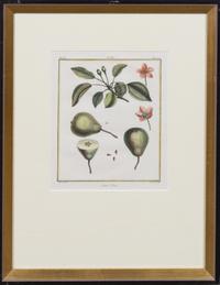 A Pair of Handcolored Botanical Engravings Height 20 1/2 x width 16 inches (framed).