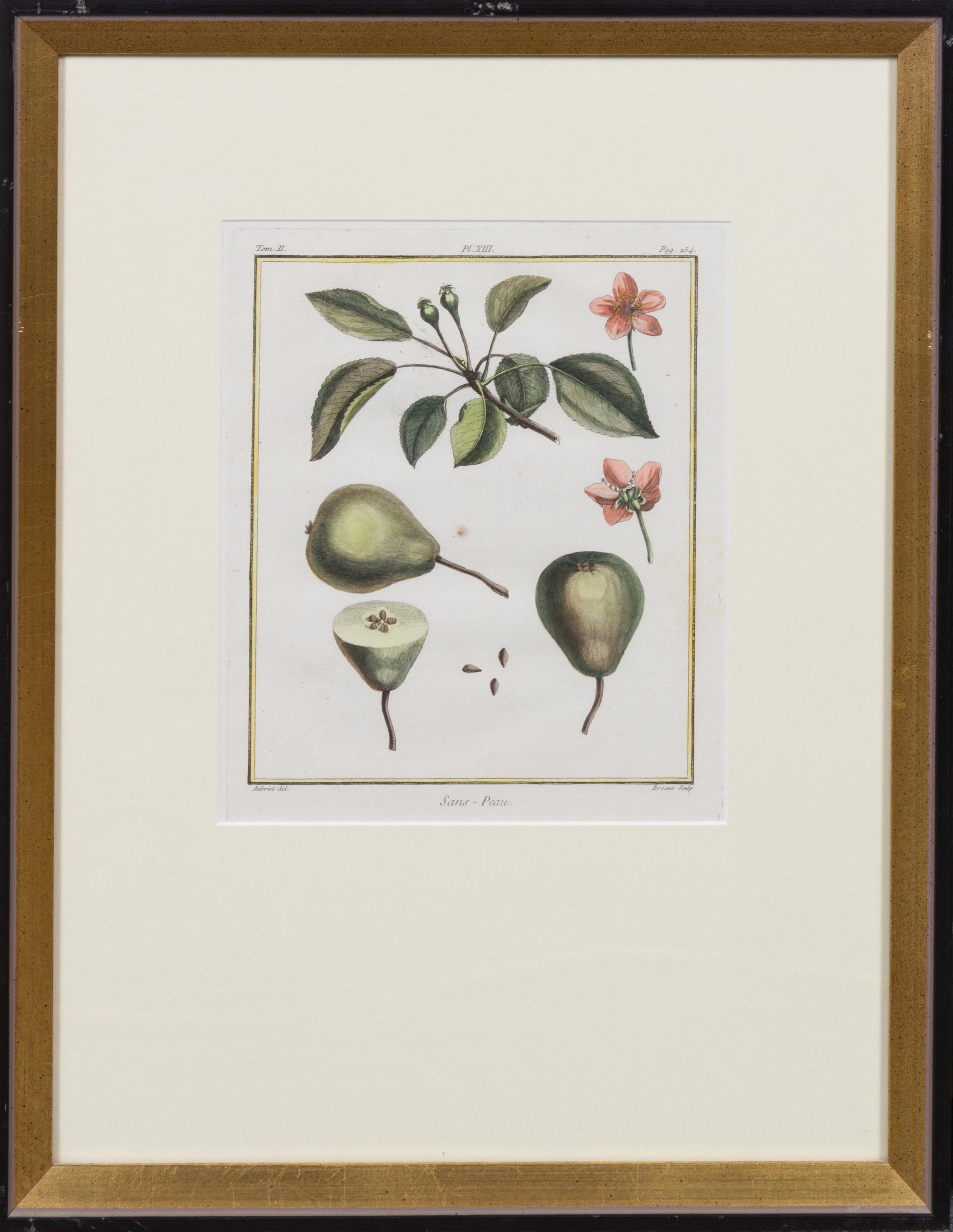 A Pair of Handcolored Botanical Engravings Height 20 1/2 x width 16 inches (framed).