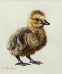Gosling Study ,1994