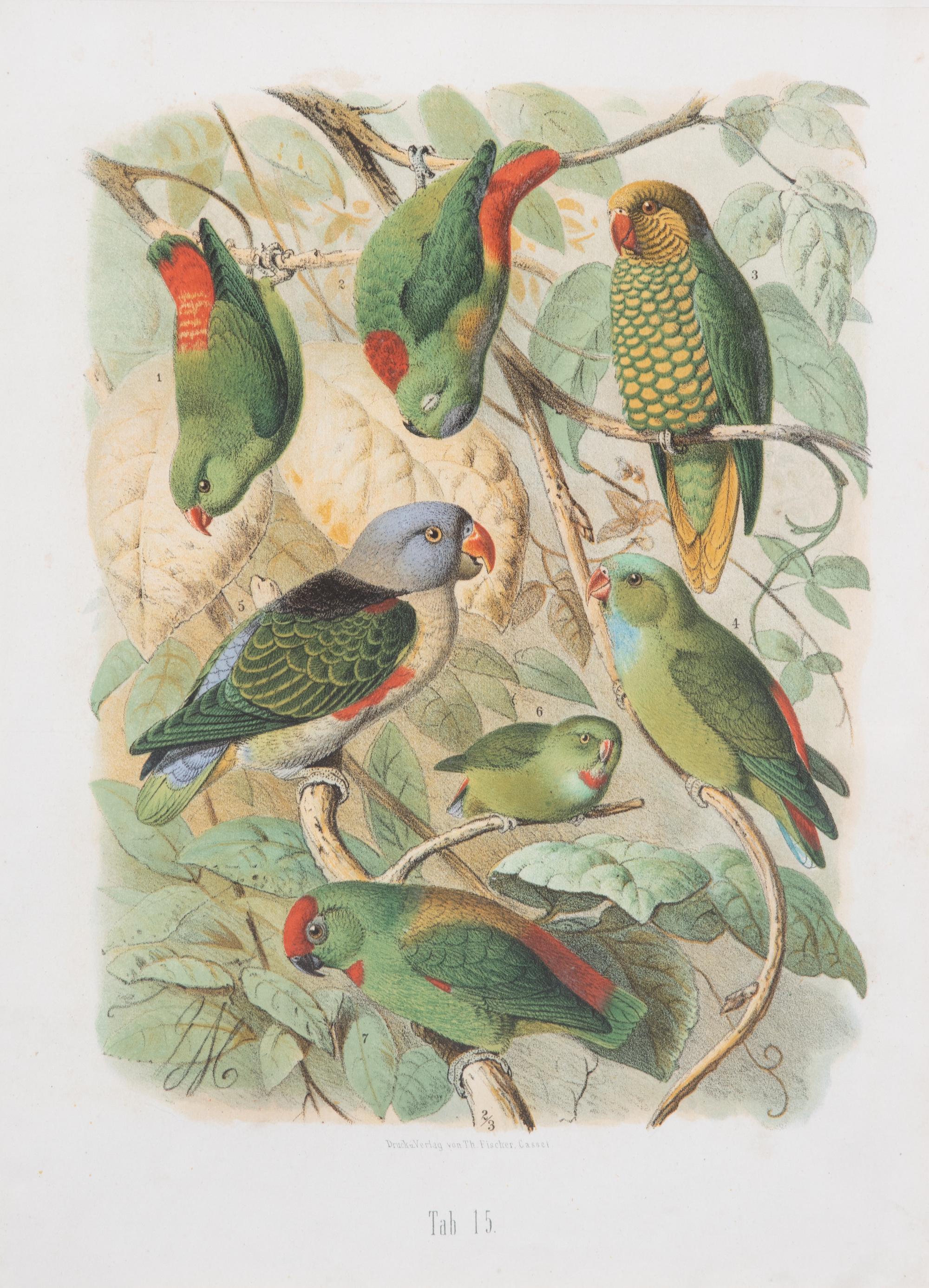 Parrots of the World by Gustav Mutzel (1878-83)