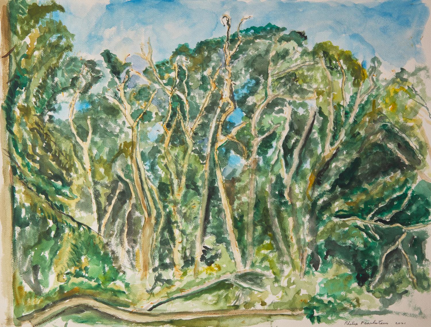 Trees on Cape Cod, 2021