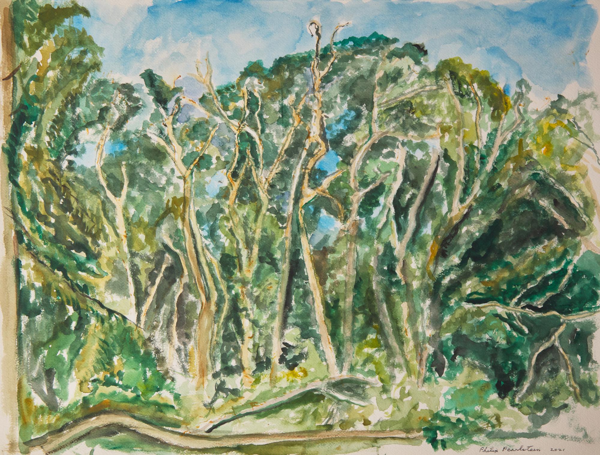 Trees on Cape Cod, 2021
