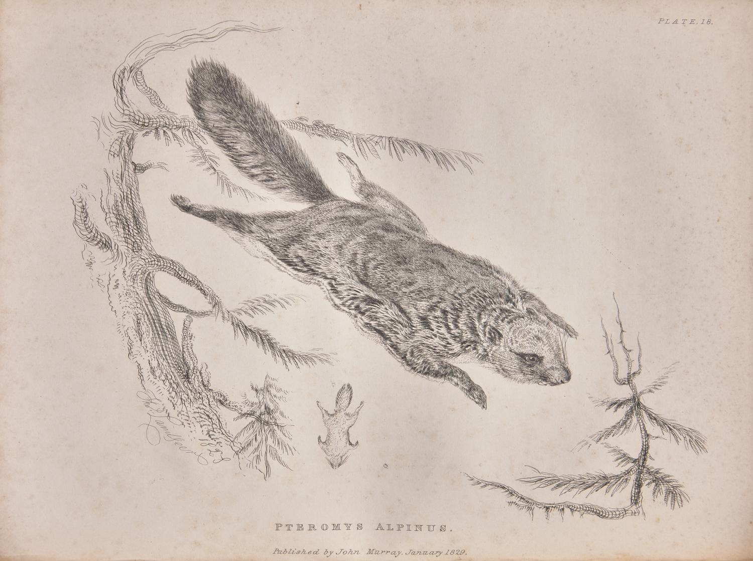 [Natural History] Richardson, John, and William Swainson, and William Kirby. Fauna Boreali-Americana; or the Zoology of the Northern Parts of British America...