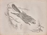[Natural History] Richardson, John, and William Swainson, and William Kirby. Fauna Boreali-Americana; or the Zoology of the Northern Parts of British America...
