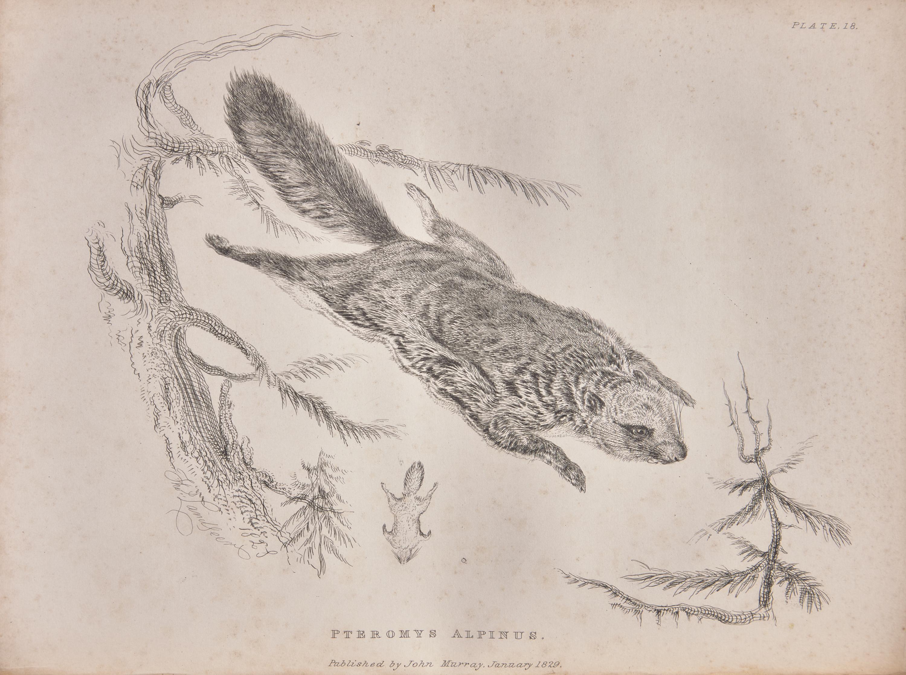 [Natural History] Richardson, John, and William Swainson, and William Kirby. Fauna Boreali-Americana; or the Zoology of the Northern Parts of British America...