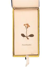 [SPECIMEN ALBUM]. "Phaneroganiae alpinae." 1869.
