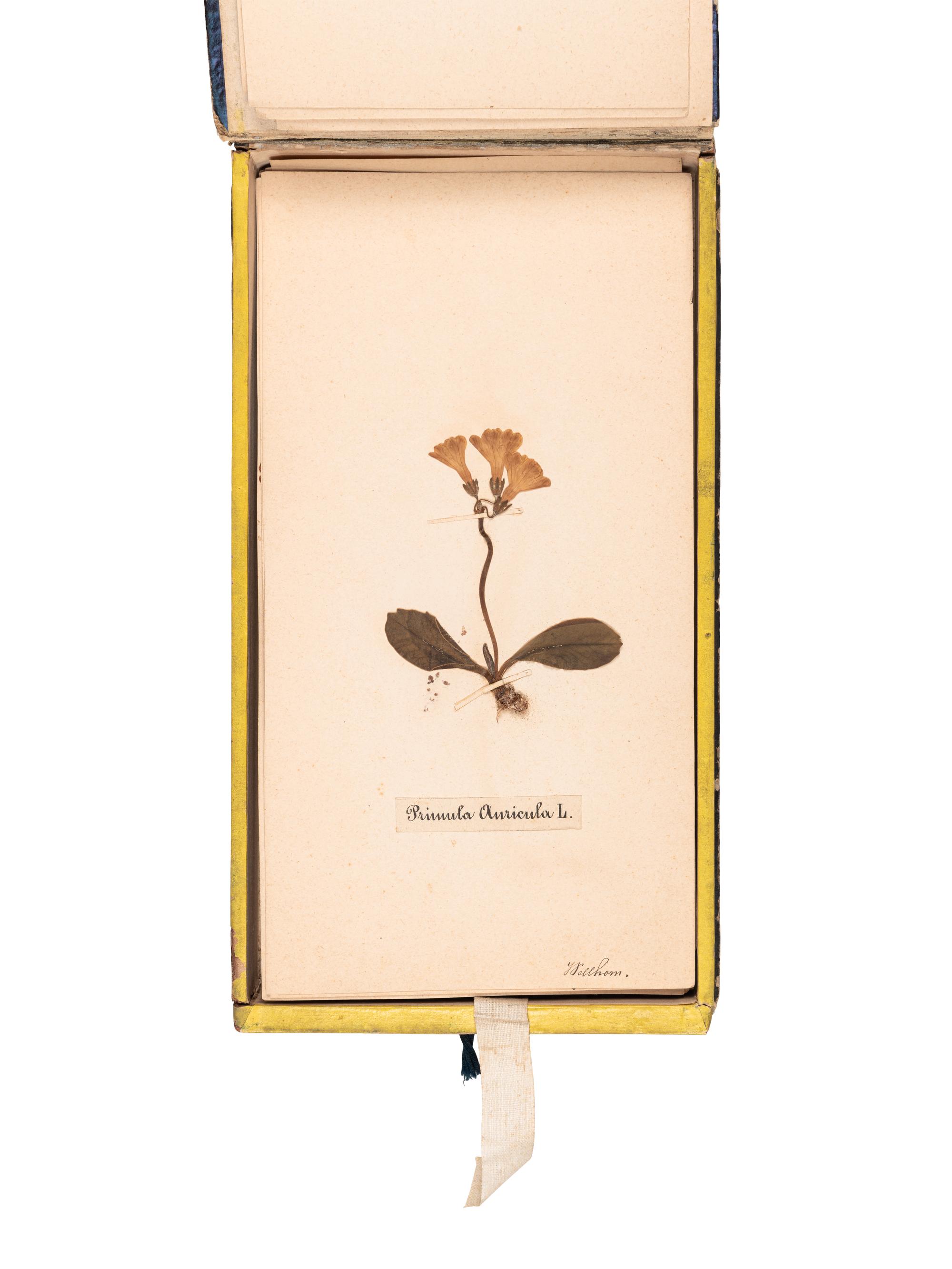 [SPECIMEN ALBUM]. "Phaneroganiae alpinae." 1869.