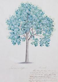 Artist Unknown, (19th Century), Seven Botanical Watercolors
