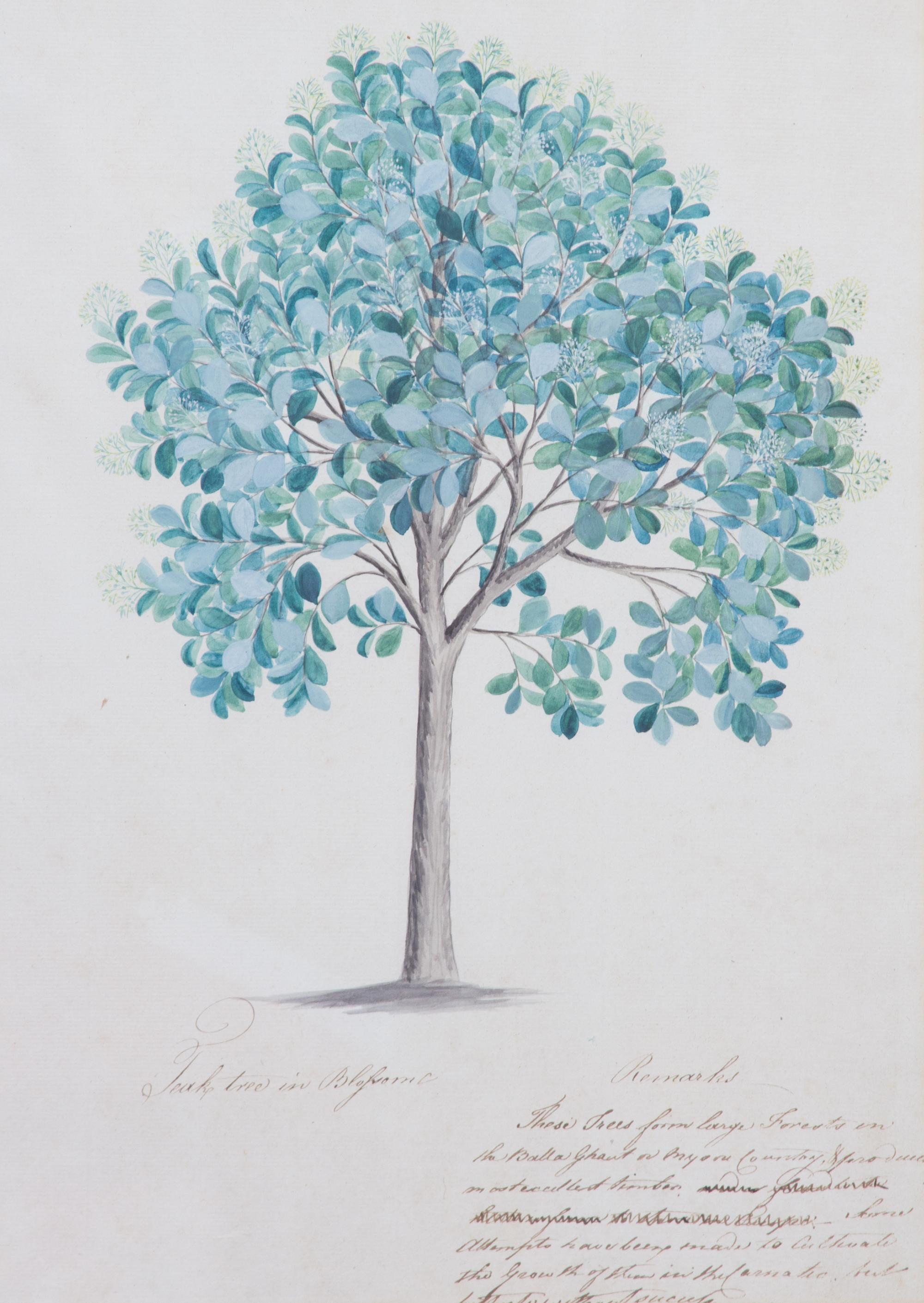 Artist Unknown, (19th Century), Seven Botanical Watercolors