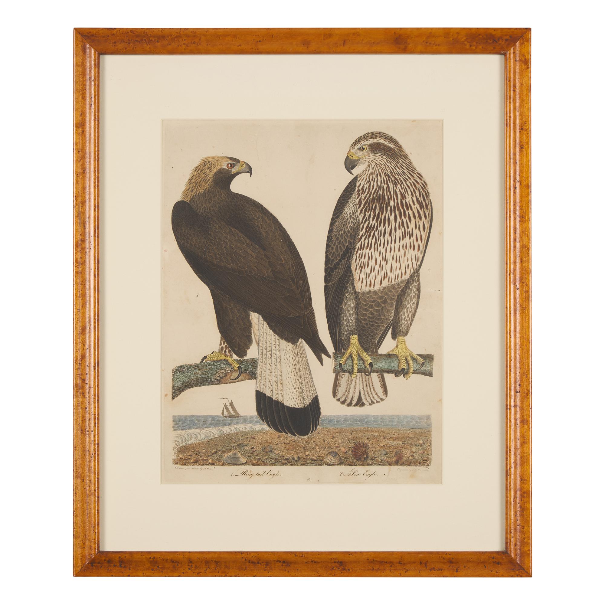 Alexander Lawson (1773-1846) and John G. Warnicke (died 1818), After Alexander Wilson (1766-1813), A Set of Sixteen Hand-Colored Engravings of Various Birds