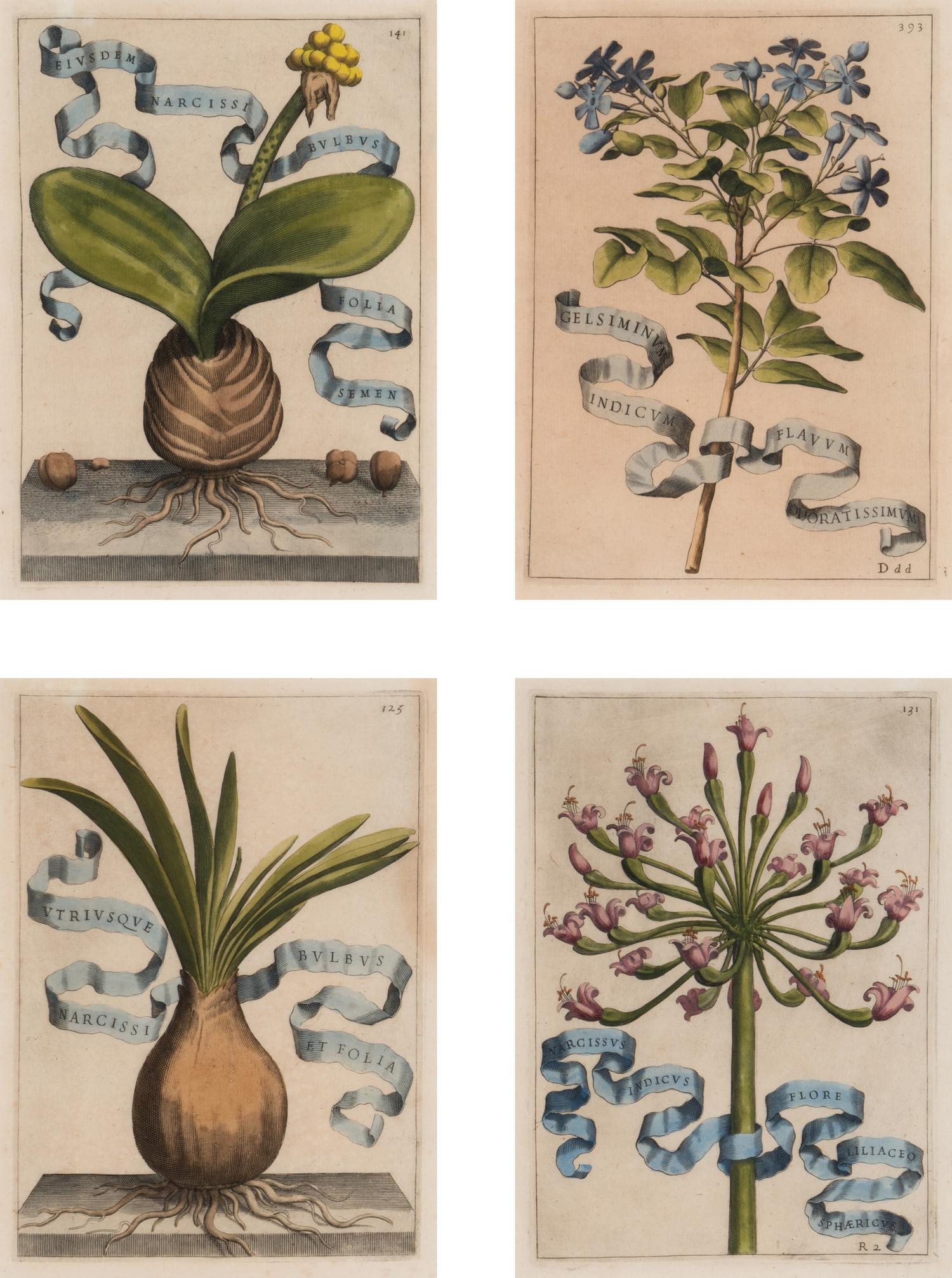 Four Framed Italian Hand-Colored Botanical Engravings