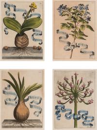 Four Framed Italian Hand-Colored Botanical Engravings