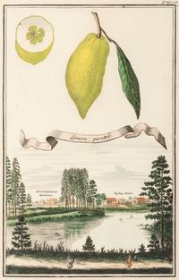Six Hand-Colored Citrus Fruit Engravings