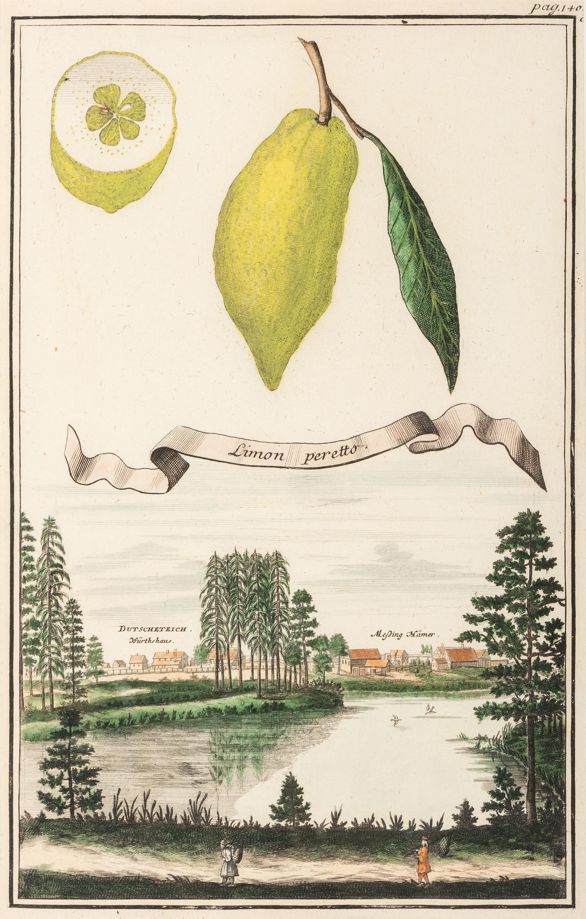 Six Hand-Colored Citrus Fruit Engravings