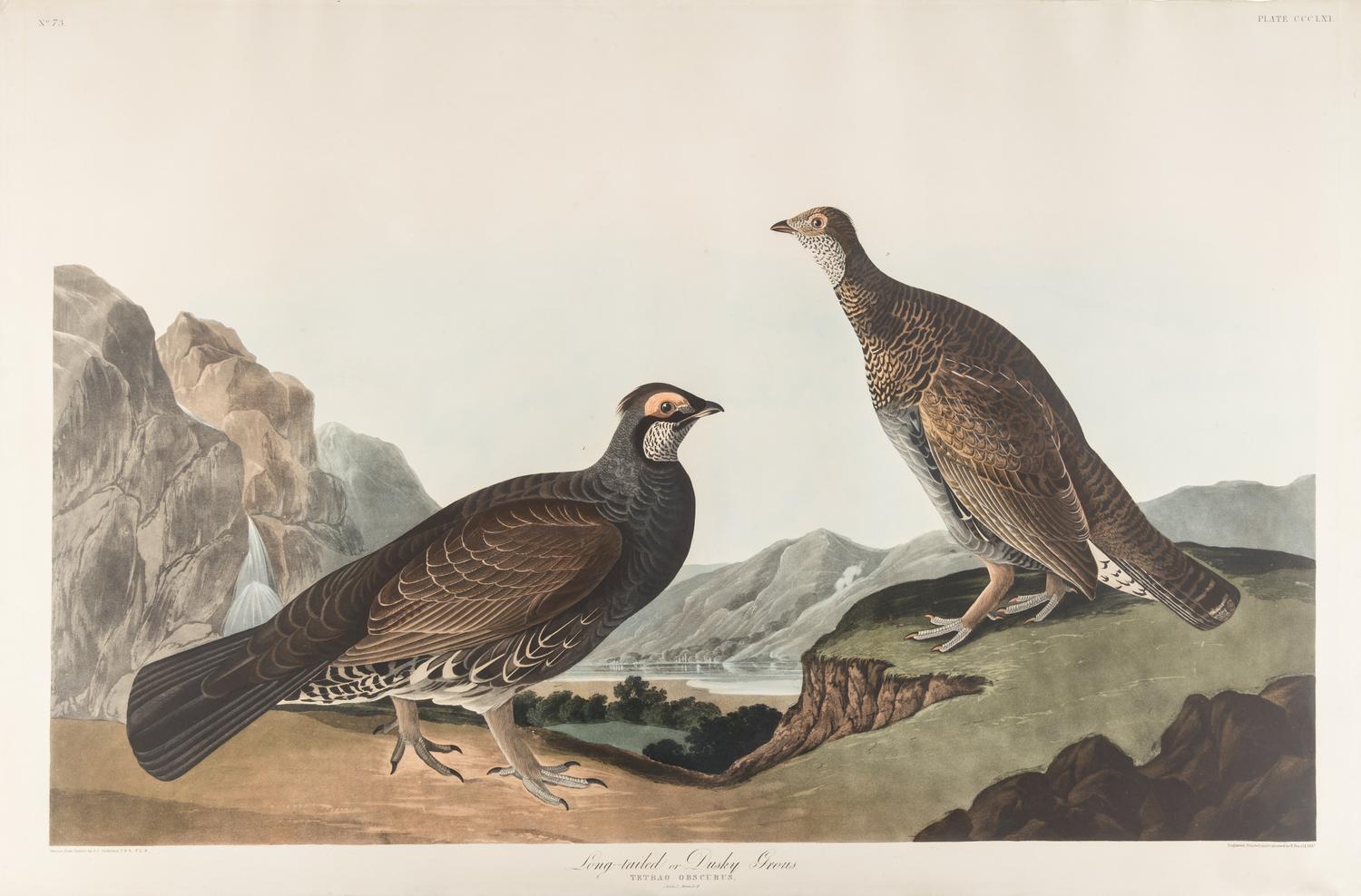 AUDUBON, John James (1785-1851) Long-tailed or Dusky Grous (Plate CCCLXI) Dendeagapus obscurus