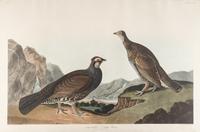 AUDUBON, John James (1785-1851) Long-tailed or Dusky Grous (Plate CCCLXI) Dendeagapus obscurus