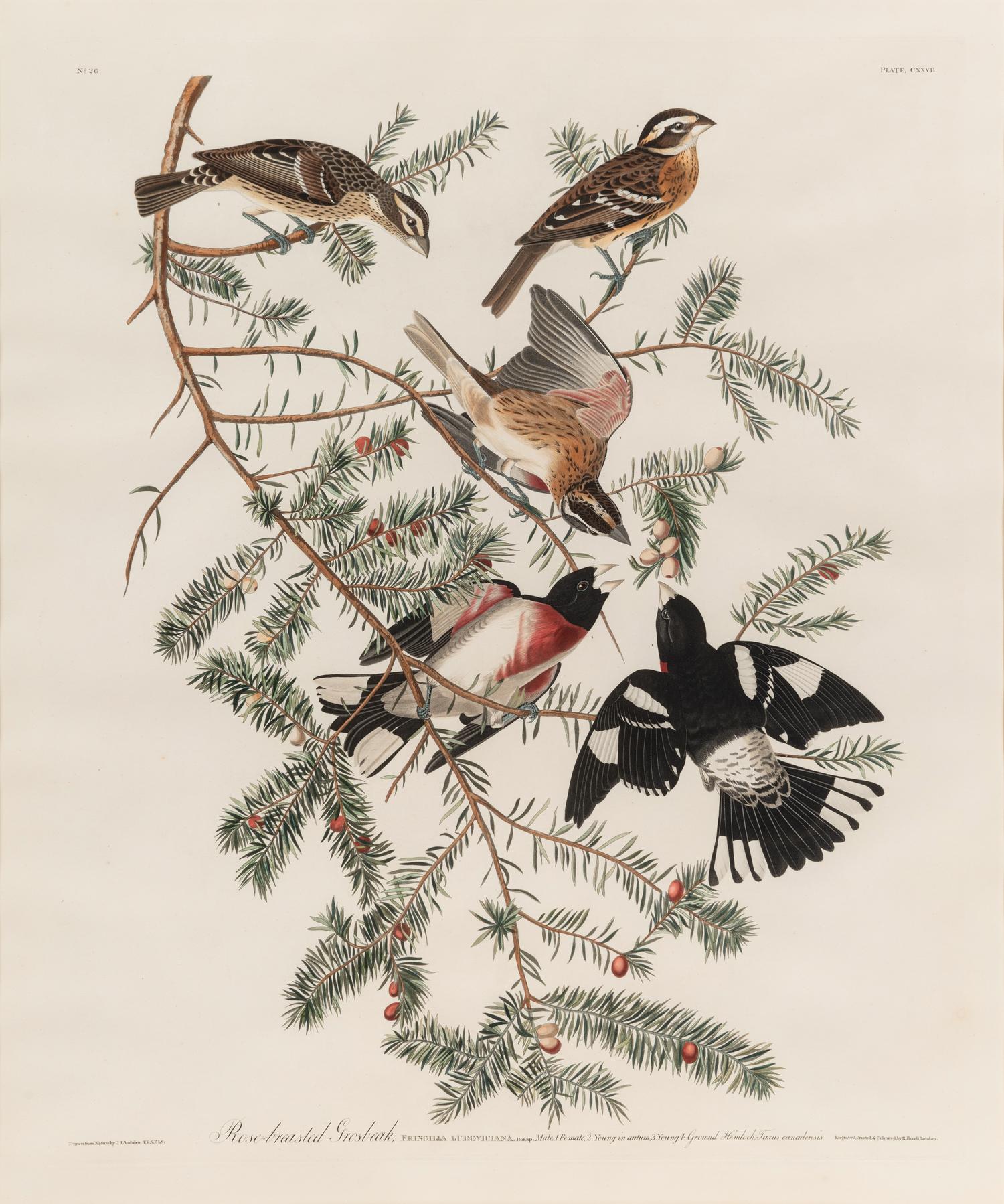 AUDUBON, John James (1785-1851) Rose-breasted Grosbeak (Plate CXXVII)