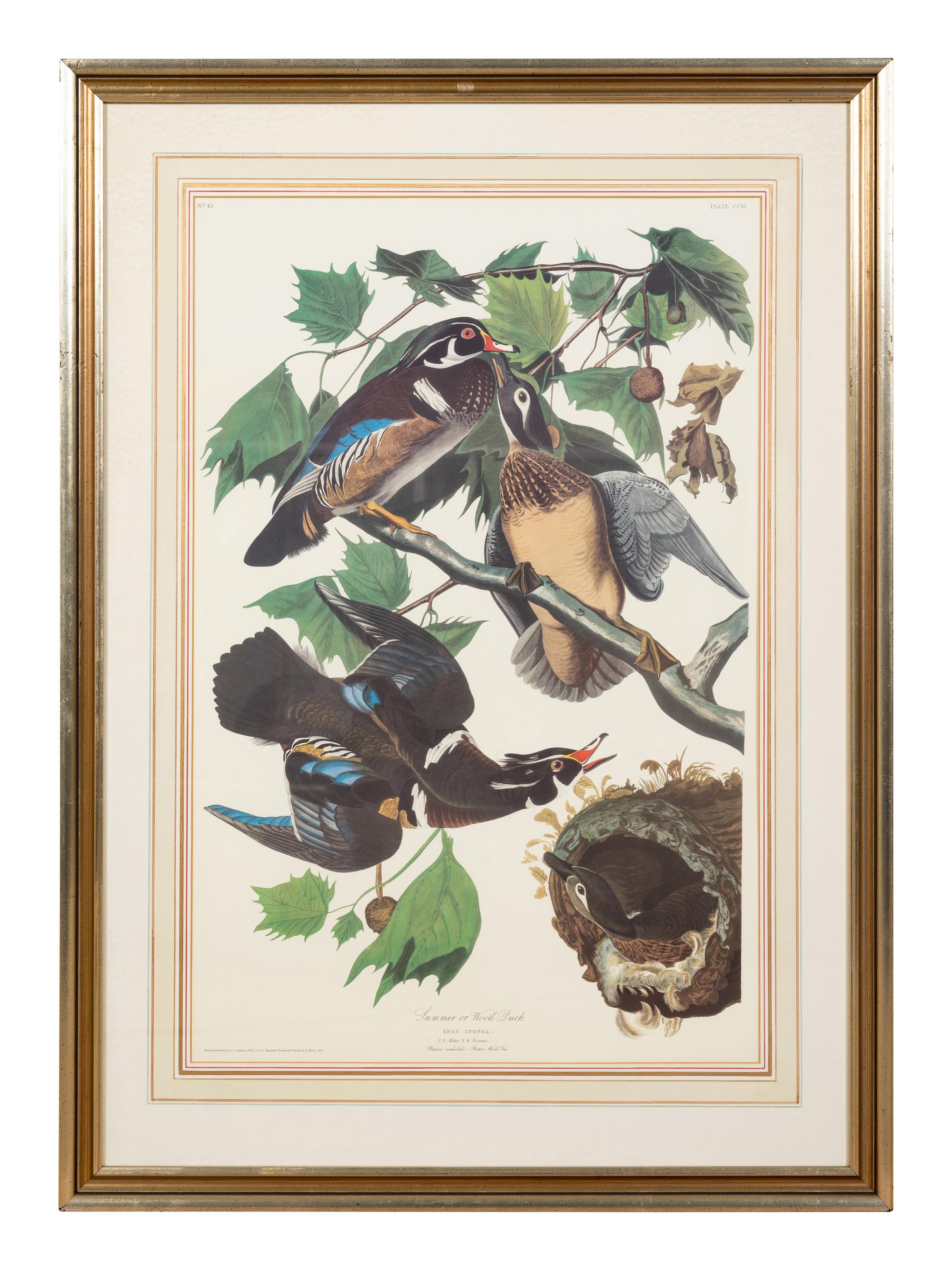 AUDUBON, John James (1785-1851). .