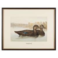 ALEXANDER POPE JUNIOR (AMERICAN 1849-1924) "BLACK DUCK" FROM UPLAND GAME BIRDS AND WATERFOWL OF THE UNITED STATES