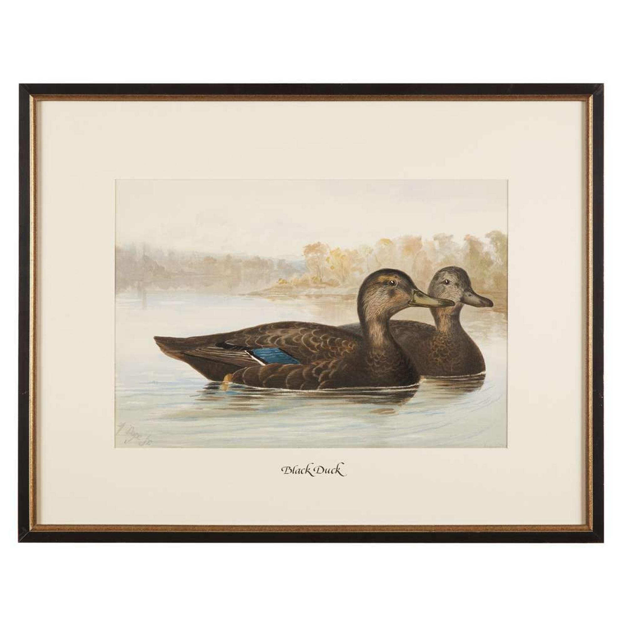 ALEXANDER POPE JUNIOR (AMERICAN 1849-1924) "BLACK DUCK" FROM UPLAND GAME BIRDS AND WATERFOWL OF THE UNITED STATES